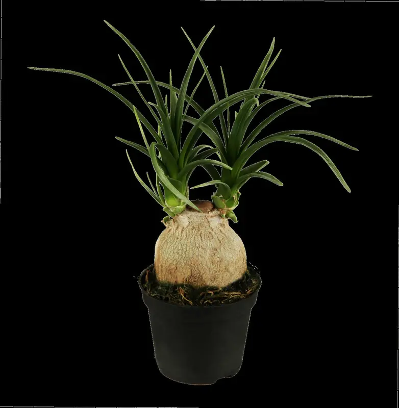 recurvata - afbeelding 5