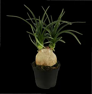 recurvata - afbeelding 5