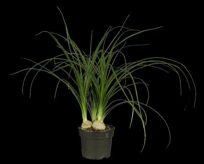 recurvata - afbeelding 1