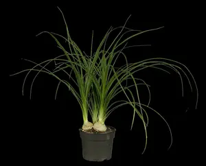 recurvata - afbeelding 1