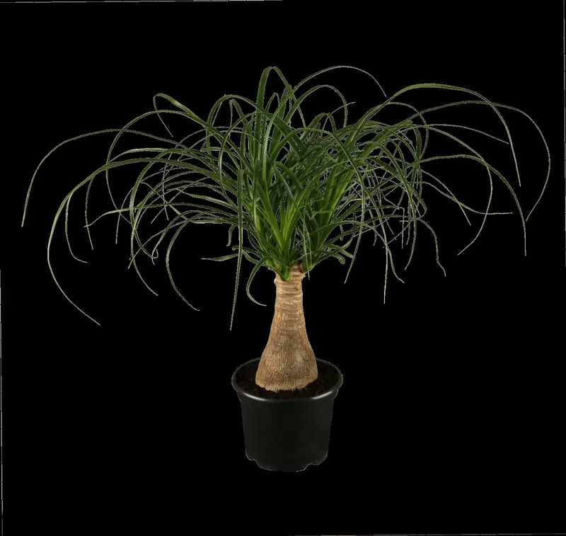 recurvata - afbeelding 4