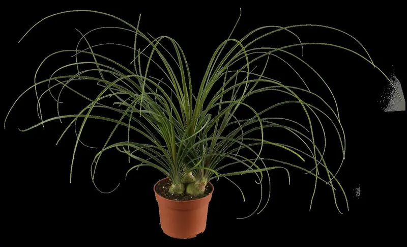 recurvata - afbeelding 2