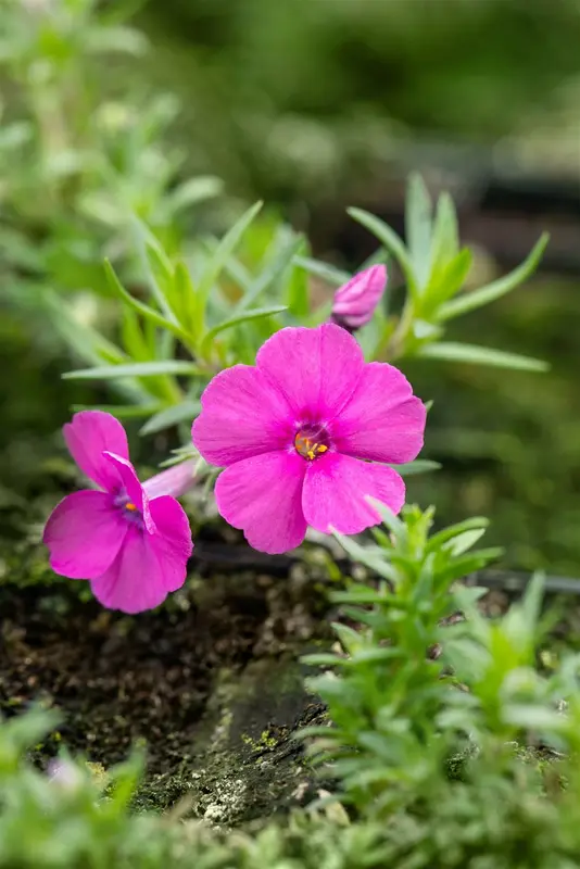 phlox (d) 'red admiral' P9 - afbeelding 2