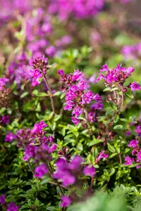 thymus praecox 'red carpet' P9 - afbeelding 1