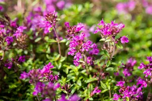 thymus praecox 'red carpet' P9 - afbeelding 2
