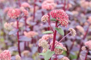 sedum hybr. 'red cauli' P9 - afbeelding 4