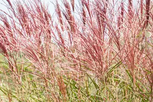 miscanthus sin. 'red chief' P9 - afbeelding 5