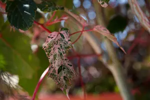 acer consp. 'red flamingo' (175-200 cm) - afbeelding 5