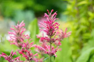 Agastache mexicana 'Red Fortune'® P9 - afbeelding 3