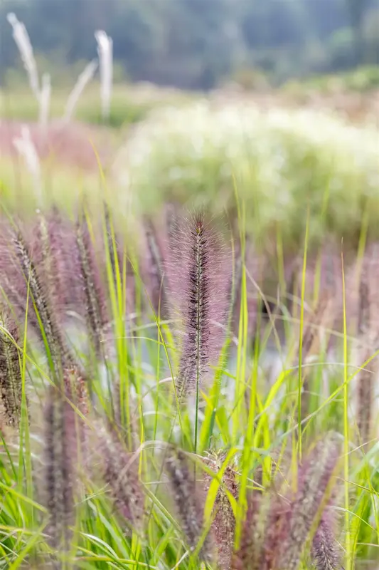 pennisetum alop. 'red head' P9 - afbeelding 3