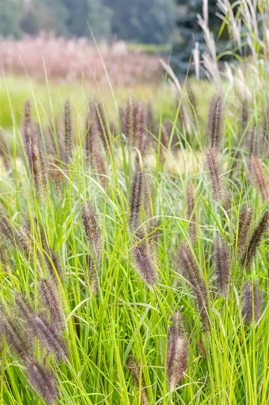 pennisetum alop. 'red head' P9 - afbeelding 4