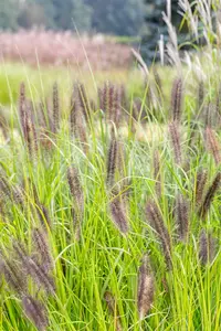 pennisetum alop. 'red head' P9 - afbeelding 4