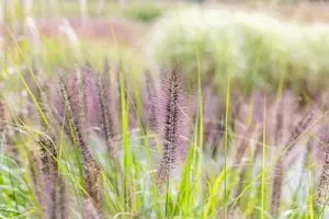 pennisetum alop. 'red head' P9 - afbeelding 2