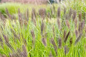 pennisetum alop. 'red head' P9 - afbeelding 5