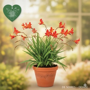 Crocosmia x crocosmiiflora 'Red King' P11