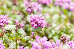 Lamium mac. 'Red Nancy' P9