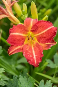 hemerocallis hybr. 'red rum' P9 - afbeelding 2