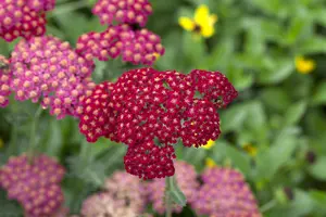 achillea mil. 'red velvet' P9 - afbeelding 3