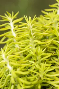 sedum reflexum P9 - afbeelding 3