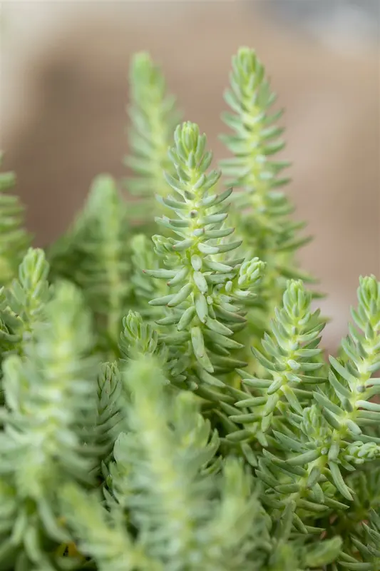 sedum reflexum P9 - afbeelding 4