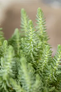 sedum reflexum P9 - afbeelding 4