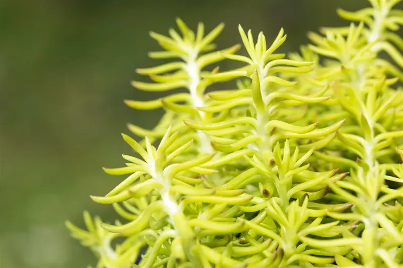 sedum reflexum P9 - afbeelding 2