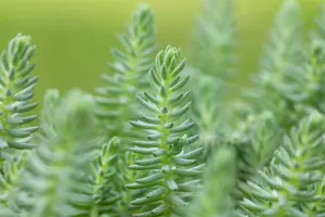 sedum reflexum P9 - afbeelding 5