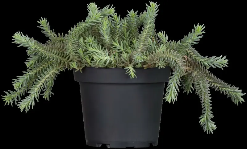 sedum reflexum P9 - afbeelding 1