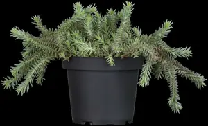 sedum reflexum P9 - afbeelding 5