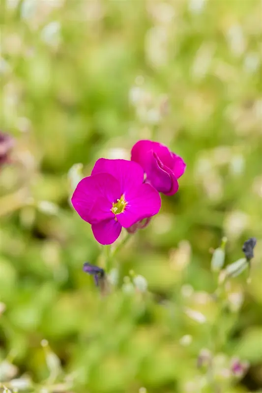 aubrieta hybr. 'regado red' P9 - afbeelding 1