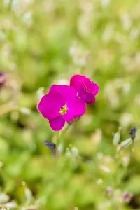 aubrieta hybr. 'regado red' P9 - afbeelding 2