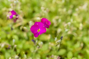 aubrieta hybr. 'regado red' P9 - afbeelding 2