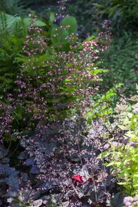 heuchera hybr. 'regina' P9 - afbeelding 2