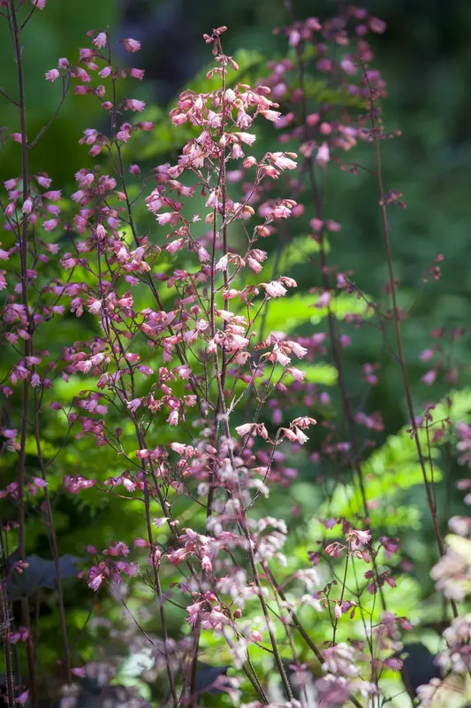 heuchera hybr. 'regina' P9 - afbeelding 2