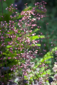 heuchera hybr. 'regina' P9 - afbeelding 2