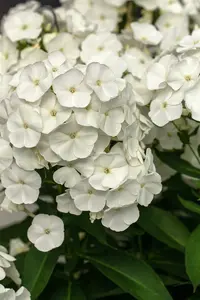 phlox (p) 'rembrandt' P9