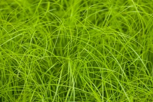 carex remota P9 - afbeelding 2
