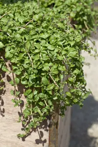 mentha requienii P9