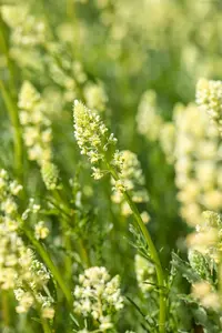 Reseda lutea P9 - afbeelding 1