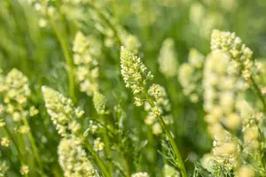 Reseda lutea P9 - afbeelding 2