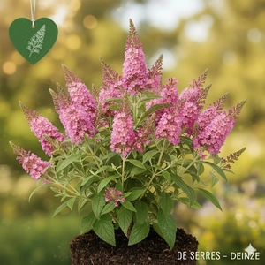 Buddleja davidii 'Rêve de Papillon® Pink' C (40- 60)