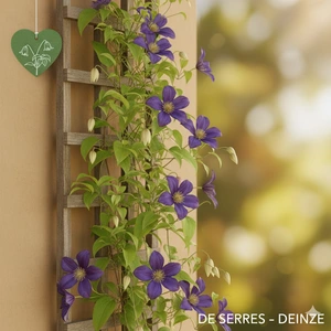 Clematis 'Rhapsody' C (50- 60)