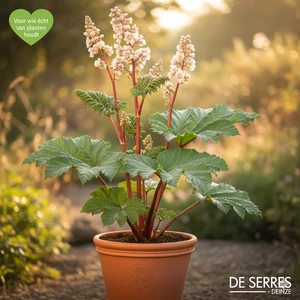 Rheum palmatum var. tanguticum P9