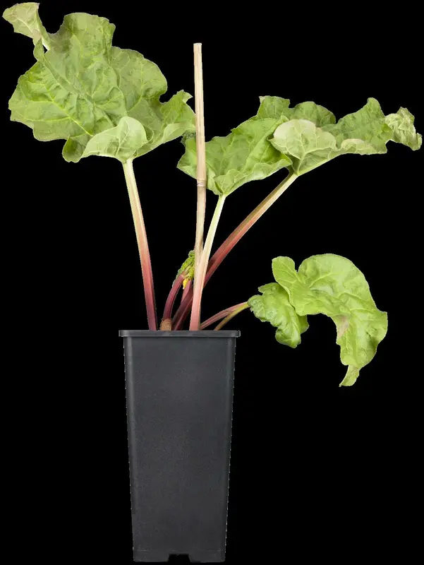 rhabarbarum - afbeelding 5