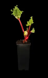 rhabarbarum - afbeelding 2