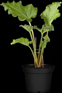 rhabarbarum - afbeelding 5