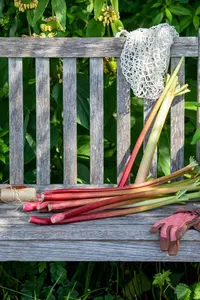 Rheum rhabarbarum C3 - afbeelding 5