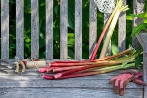 Rheum rhabarbarum C3 - afbeelding 3