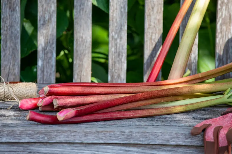 Rheum rhabarbarum C3 - afbeelding 4