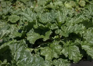 Rheum rhabarbarum C3 - afbeelding 2